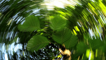 Картинка природа листья вода макро