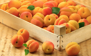 Картинка еда персики +сливы +абрикосы apricot фрукты абрикосы