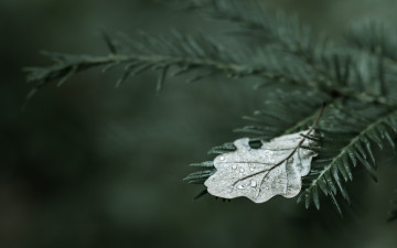 Картинка природа листья marco вода листочек капли капля роса