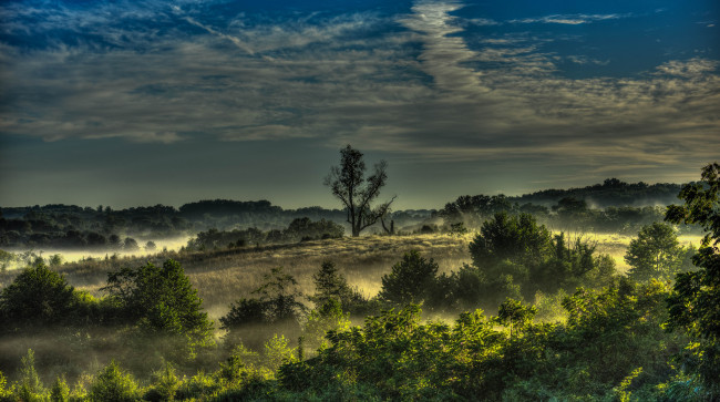 Обои картинки фото природа, лес, утро, туман