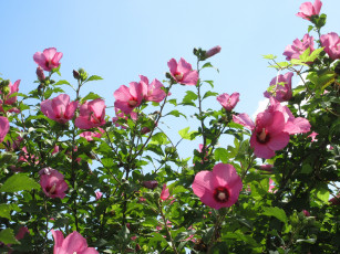 Картинка цветы гибискусы куст небо розовые