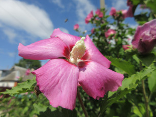 Картинка цветы гибискусы лепестки розовый