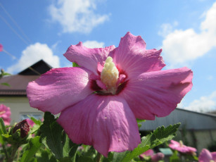Картинка цветы гибискусы розовый лепестки