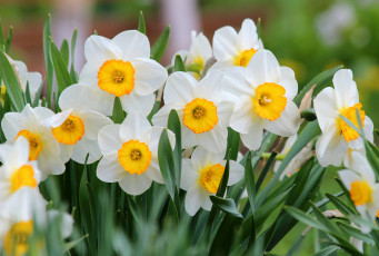 Картинка цветы нарциссы красота природа дача цветение май весна