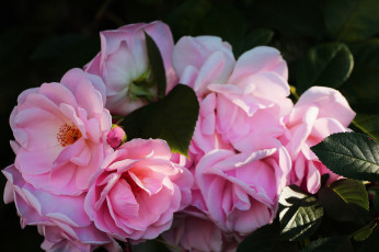 Картинка цветы розы тамбов тамбовская область красота природа сад дары сада лето
