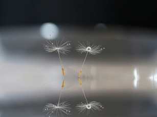 Картинка макро природа боке капли одуванчик семя
