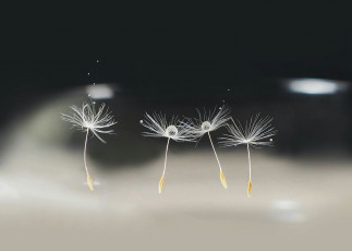 Картинка макро природа семя одуванчик капли боке