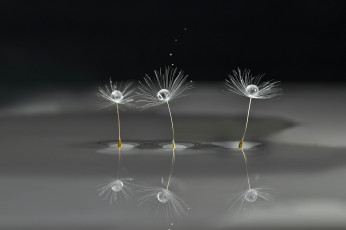Картинка макро природа боке вода одуванчик капли семя