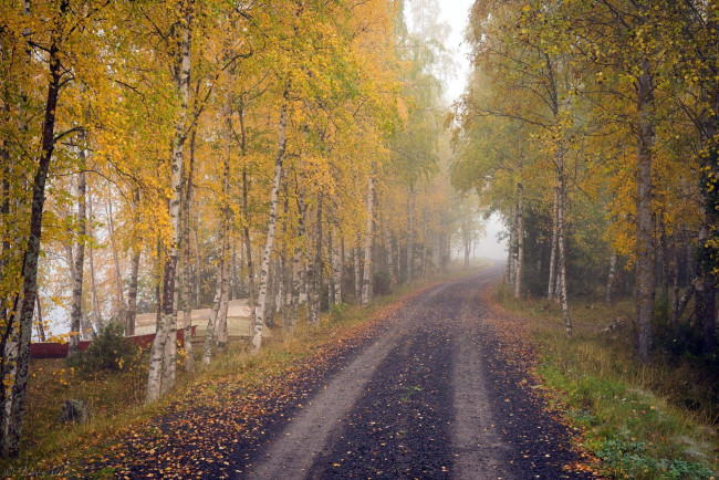 Обои картинки фото природа, дороги, березы, осень, дорога, деревья