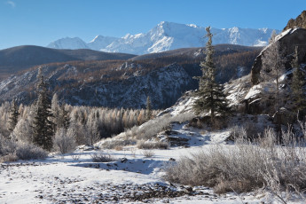 Картинка природа горы алтай леса ели пейзаж снег