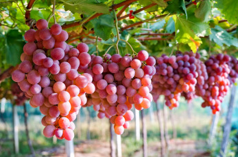 Картинка природа ягоды +виноград спелый виноград грозди