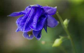 Картинка цветы аквилегия+ водосбор макро синий бутон капли