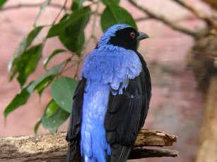 Картинка blue backed fairy bluebird male животные птицы