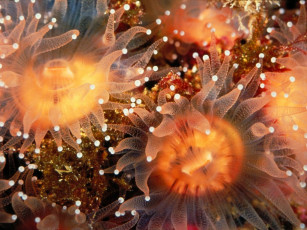 Картинка golden cup coralls anacapa island california животные морская фауна