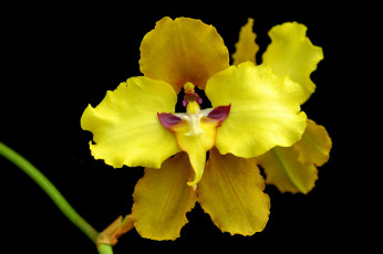 Картинка цветы орхидеи желтый яркий