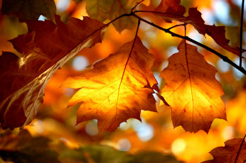 Картинка природа листья желтый осень дуб