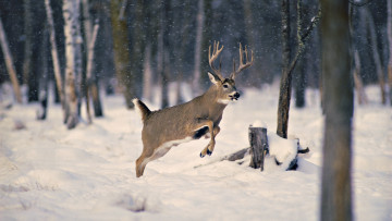 Картинка животные олени снег лес зима