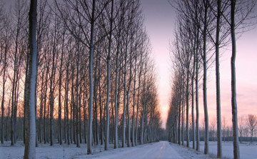 обоя природа, зима, деревья