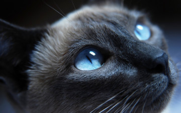 Картинка животные коты глаза сивмская морда