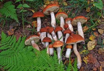 Картинка природа грибы дары