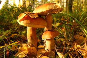 Картинка природа грибы листва флора
