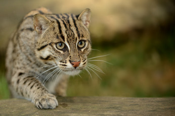 Картинка животные дикие кошки виверровый кот кот-рыболов fishing cat