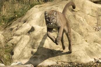 Картинка животные пумы горный лев прыжок