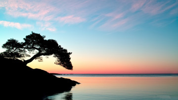 Картинка природа побережье заря океан берег дерево