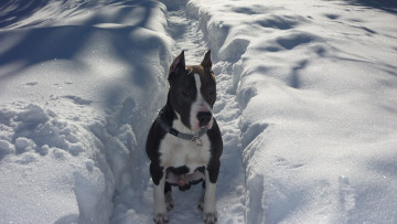 Картинка животные собаки зима стаффорд амстафф щенок