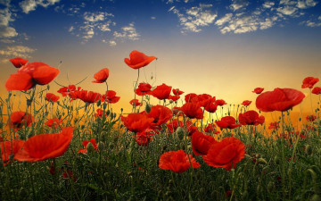 Картинка poppy flowers цветы маки поле красные