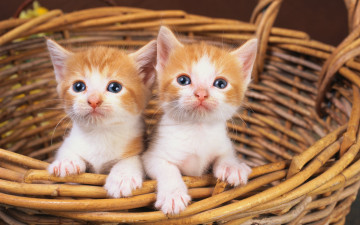 Картинка животные коты корзина двое котята