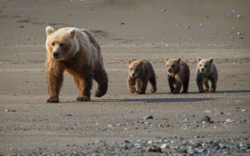 Картинка животные медведи мишки мокрые берег семья