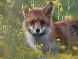 Картинка животные лисы рыжая взгляд цветы