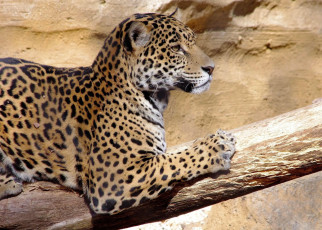 Картинка животные Ягуары ягуар бревно точка когтей