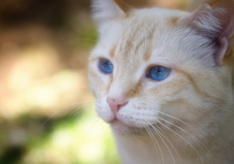 Картинка животные коты портрет голубые глаза мордочка
