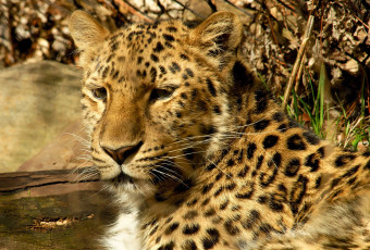 Картинка животные леопарды морда амурский леопард
