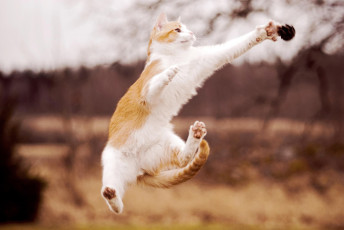 Картинка животные коты белая рыжая прыжок лапы шишка