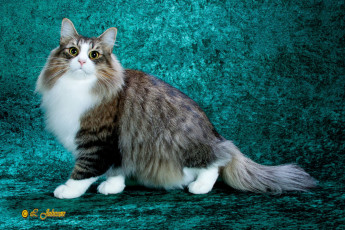 Картинка животные коты кот красавец