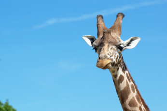 Картинка животные жирафы жираф пятна