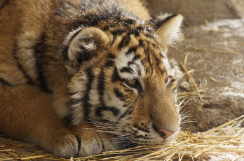 Картинка животные тигры тигренок амурский морда грустный