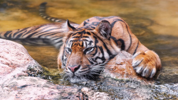Картинка животные тигры камни отдых вода