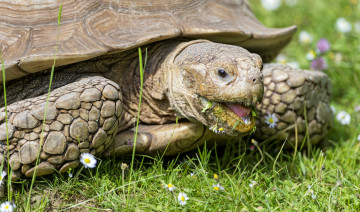 Картинка животные Черепахи голова обед