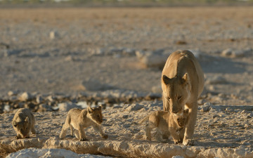 Картинка животные львы львица львята котята малыши детёныши материнство