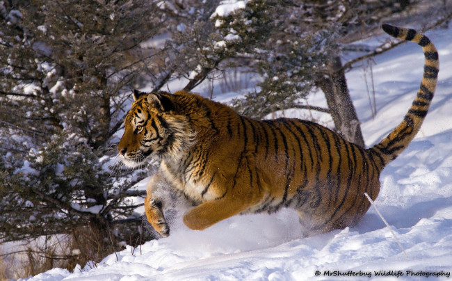Обои картинки фото животные, тигры, амурский, тигр, снег, прыжок