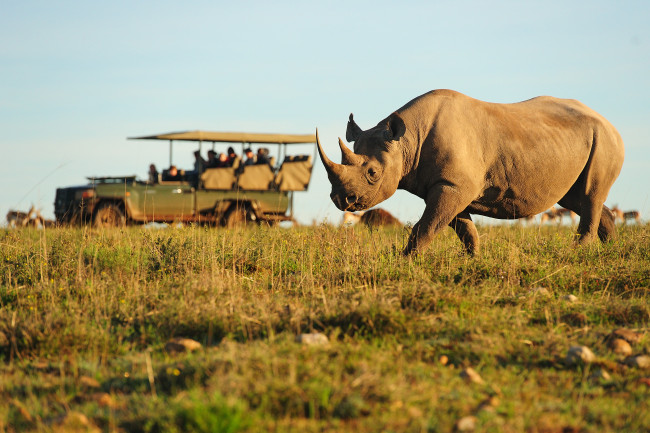 Обои картинки фото животные, носороги, саванна, автомобиль, носорог