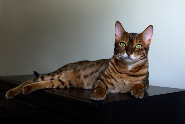 Обои картинки фото животные, коты, отдых, бенгальский кот
