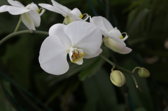 Картинка цветы орхидеи цветение лепестки цветки фиолетовая орхидея