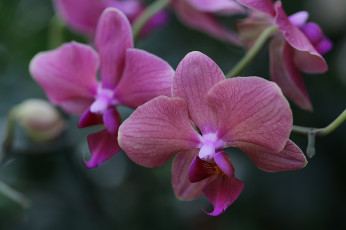 Картинка цветы орхидеи orchids цветение flowers flowering