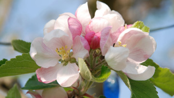 Картинка цветы цветущие+деревья+ +кустарники яблоня ветка