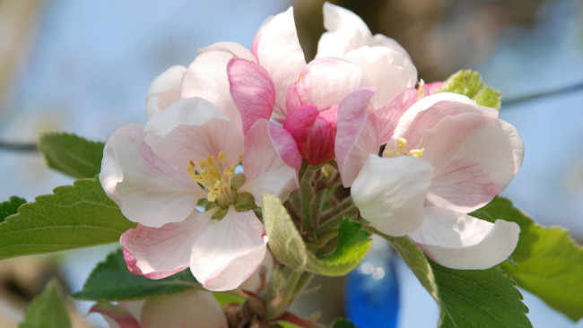 Обои картинки фото цветы, цветущие деревья ,  кустарники, яблоня, ветка